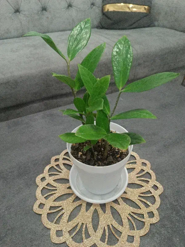 گل زاموفیلیا|گل و گیاه طبیعی|ارومیه, |دیوار