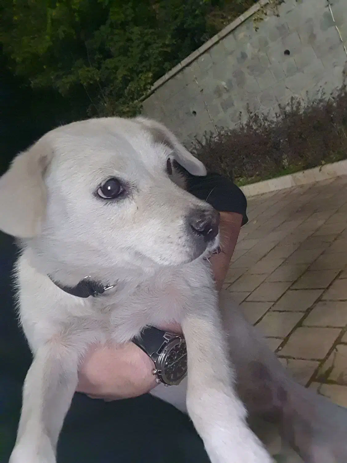 سگ پیدا شده|حیوانات|پردیس, فاز ۸|دیوار