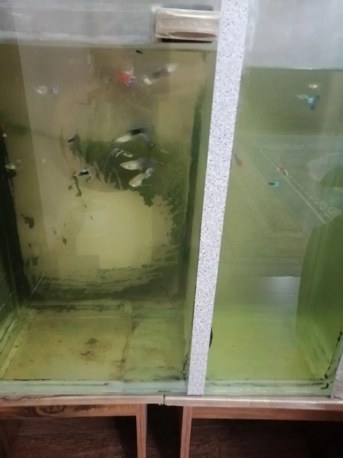 فروش آکواریوم با ماهی|ماهی|کرمان, |دیوار