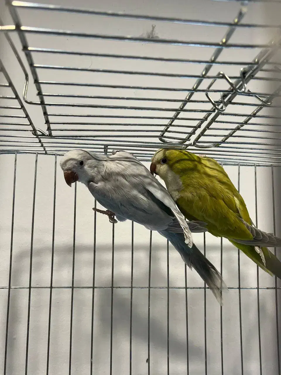 طوطی راهب سبز پسته ای و بلو اسکای|پرنده|آمل, |دیوار