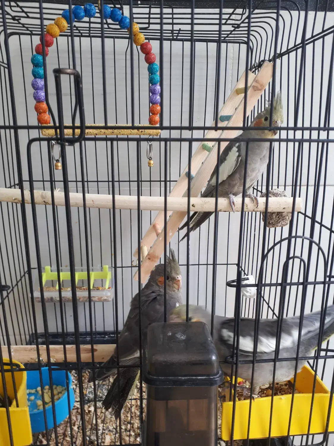 عروس هلندی سخنگو|پرنده|گنبد کاووس, |دیوار