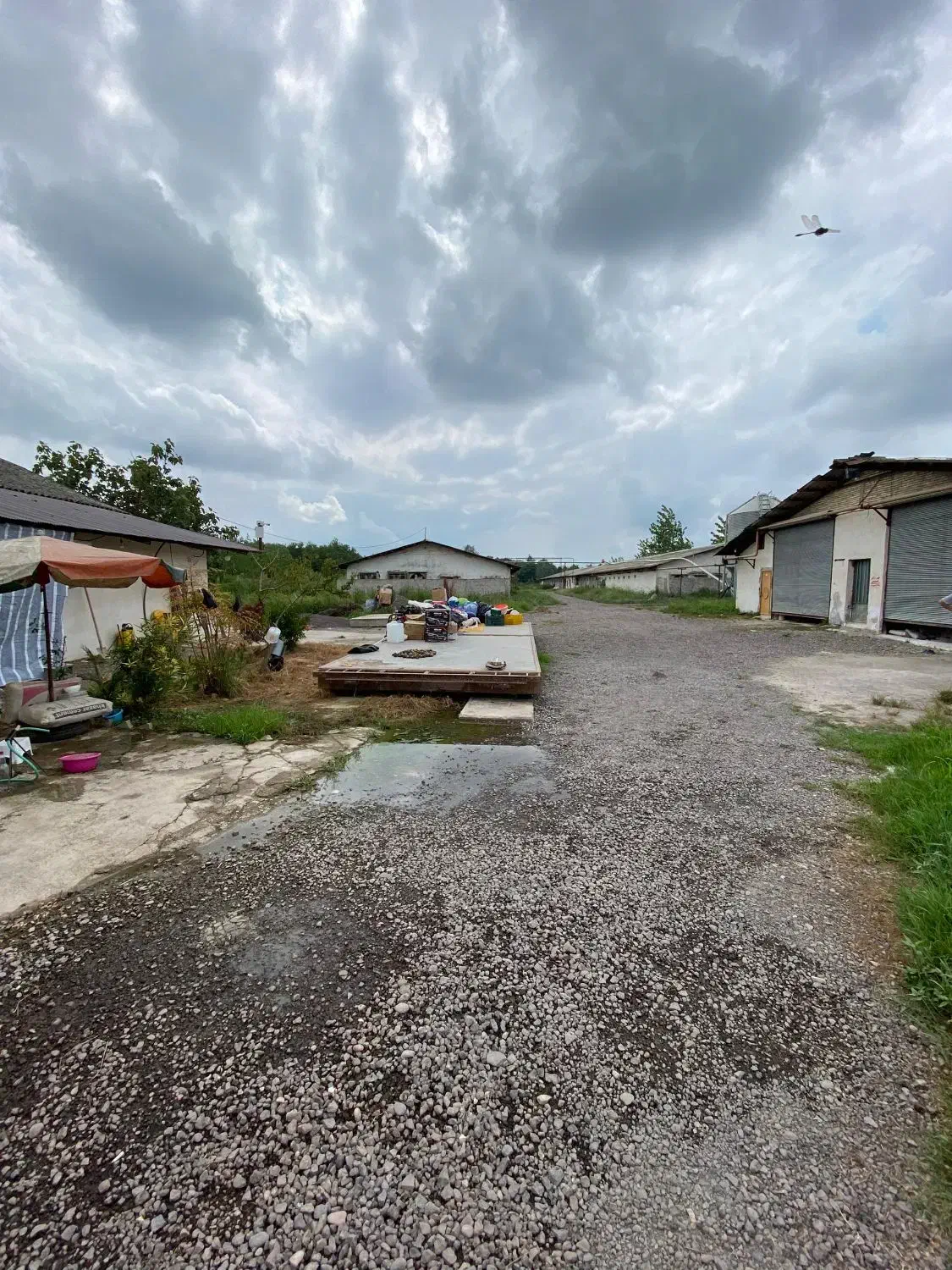 فروش مرغداری گوشتی با موقعیت عالی در صومعه سرا|فروش دفتر صنعتی، کشاورزی، تجاری|رشت, گلسار|دیوار