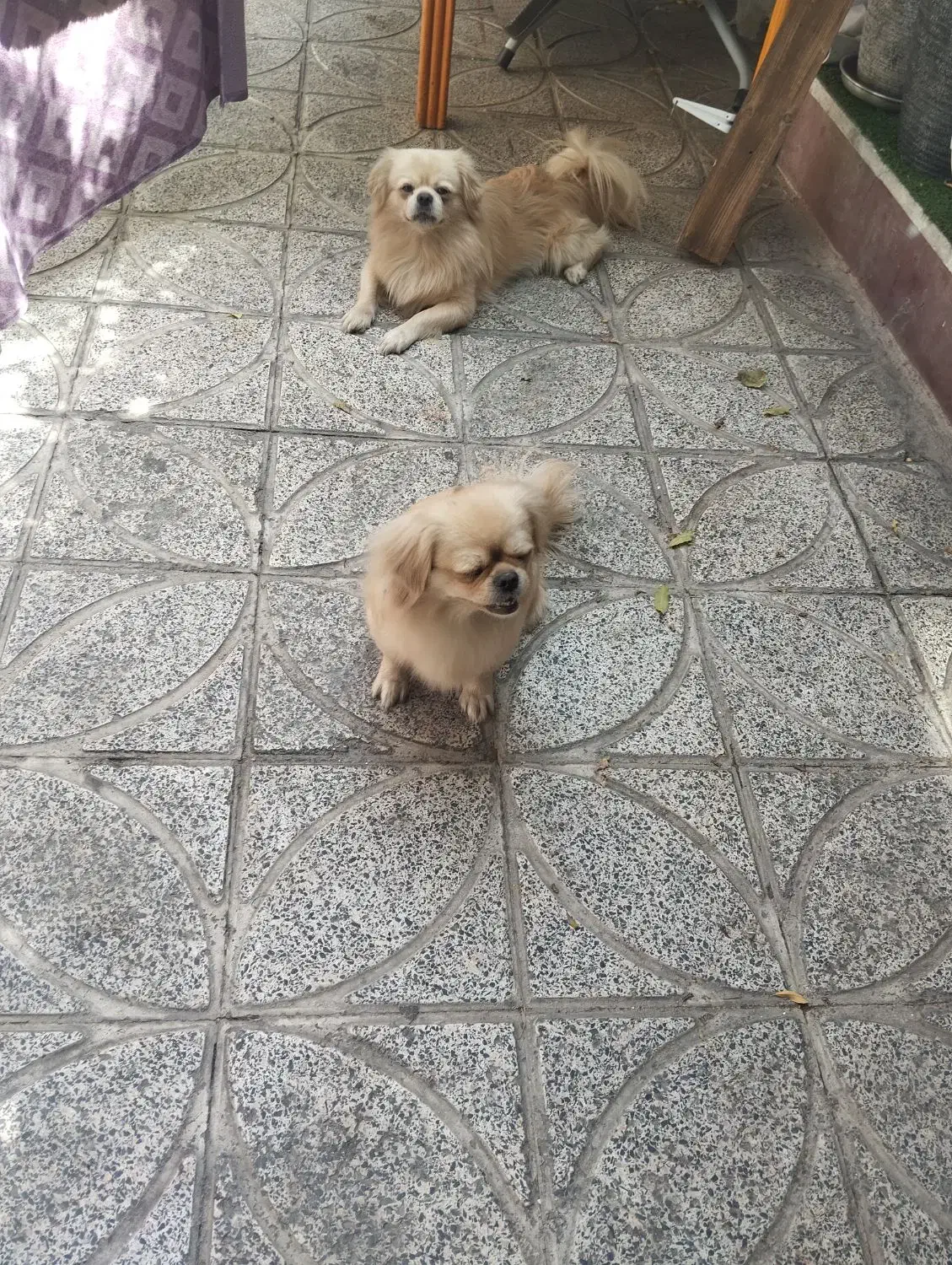 واگذاری پیکینیز امپریال نر ماده|سگ|تهران, هاشمی|دیوار