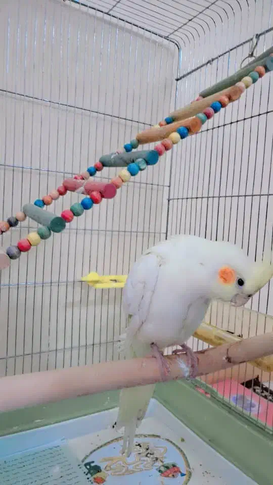 عروس هلندی گمشده|حیوانات|شیراز, عفیفآباد|دیوار