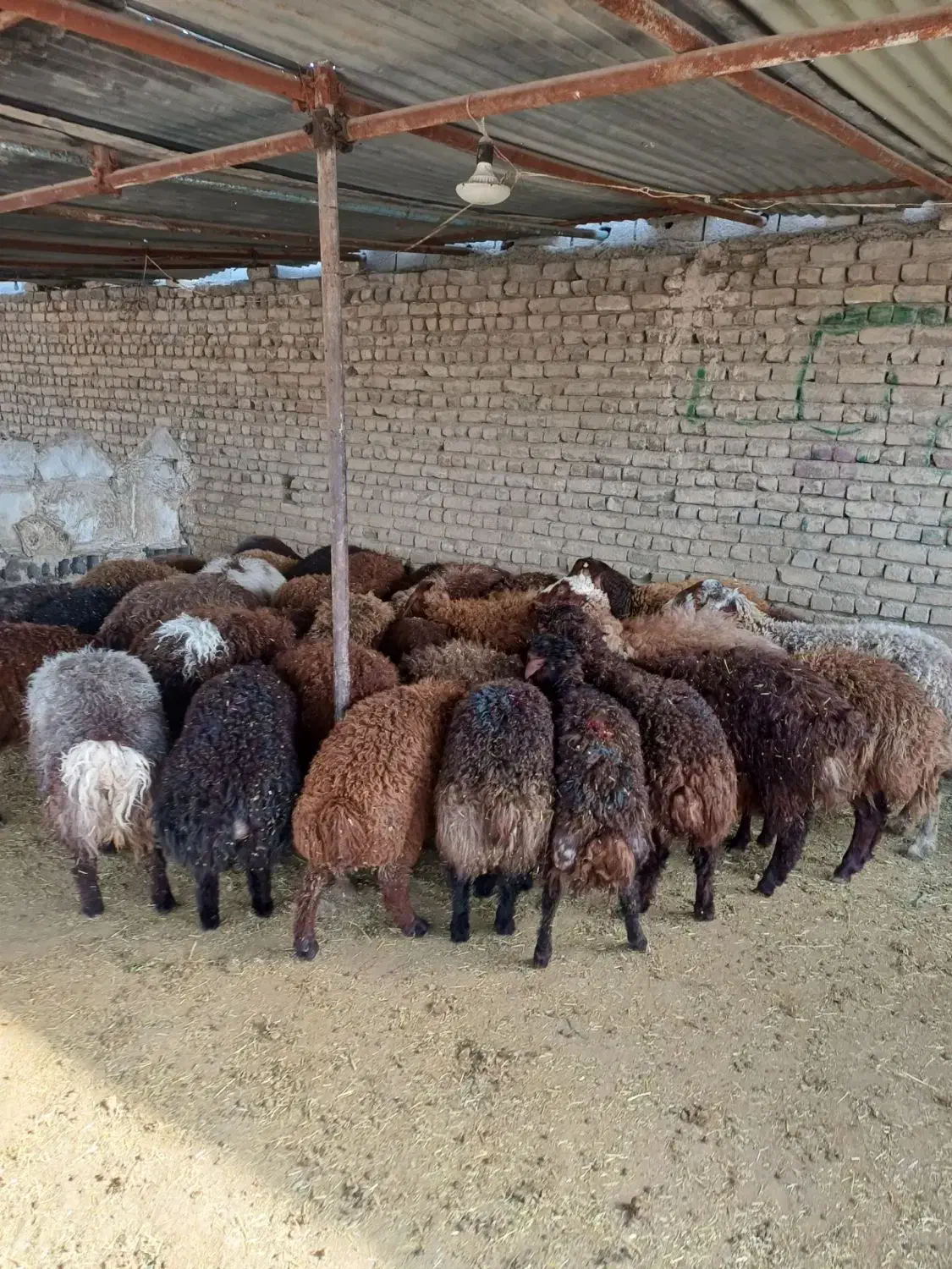 گوسفند تعاونی تنظیم بازار/ خونی ۱۰٪تخفیف ویژه|حیوانات مزرعه|مشهد, توس (بلوار توس)|دیوار