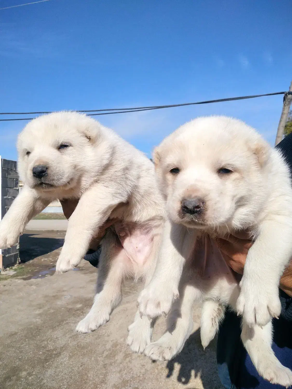 توله آلابای|سگ|گنبد کاووس, |دیوار