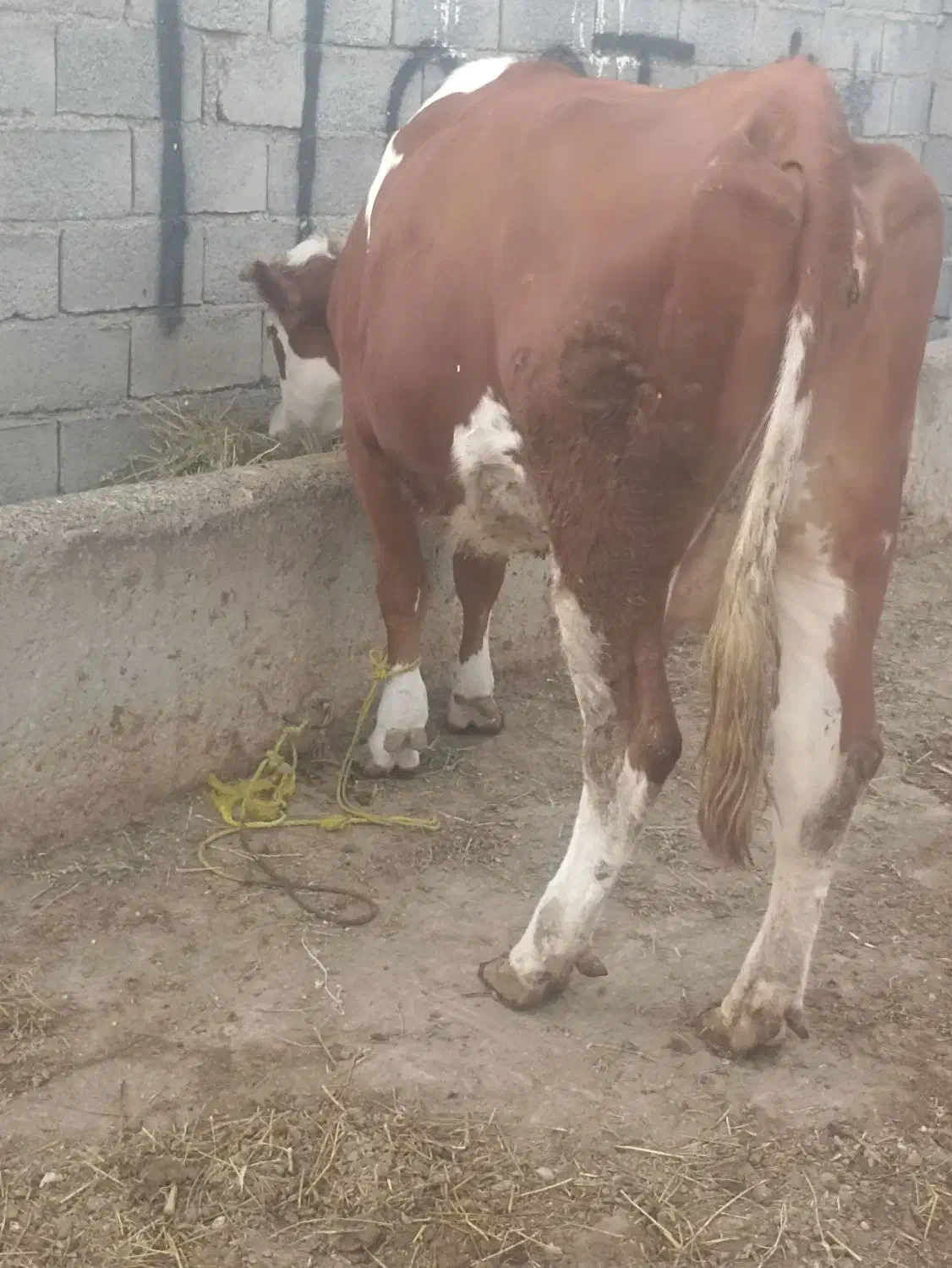 گاو سمینتال شرابی آبستن|حیوانات مزرعه|اصلاندوز, |دیوار