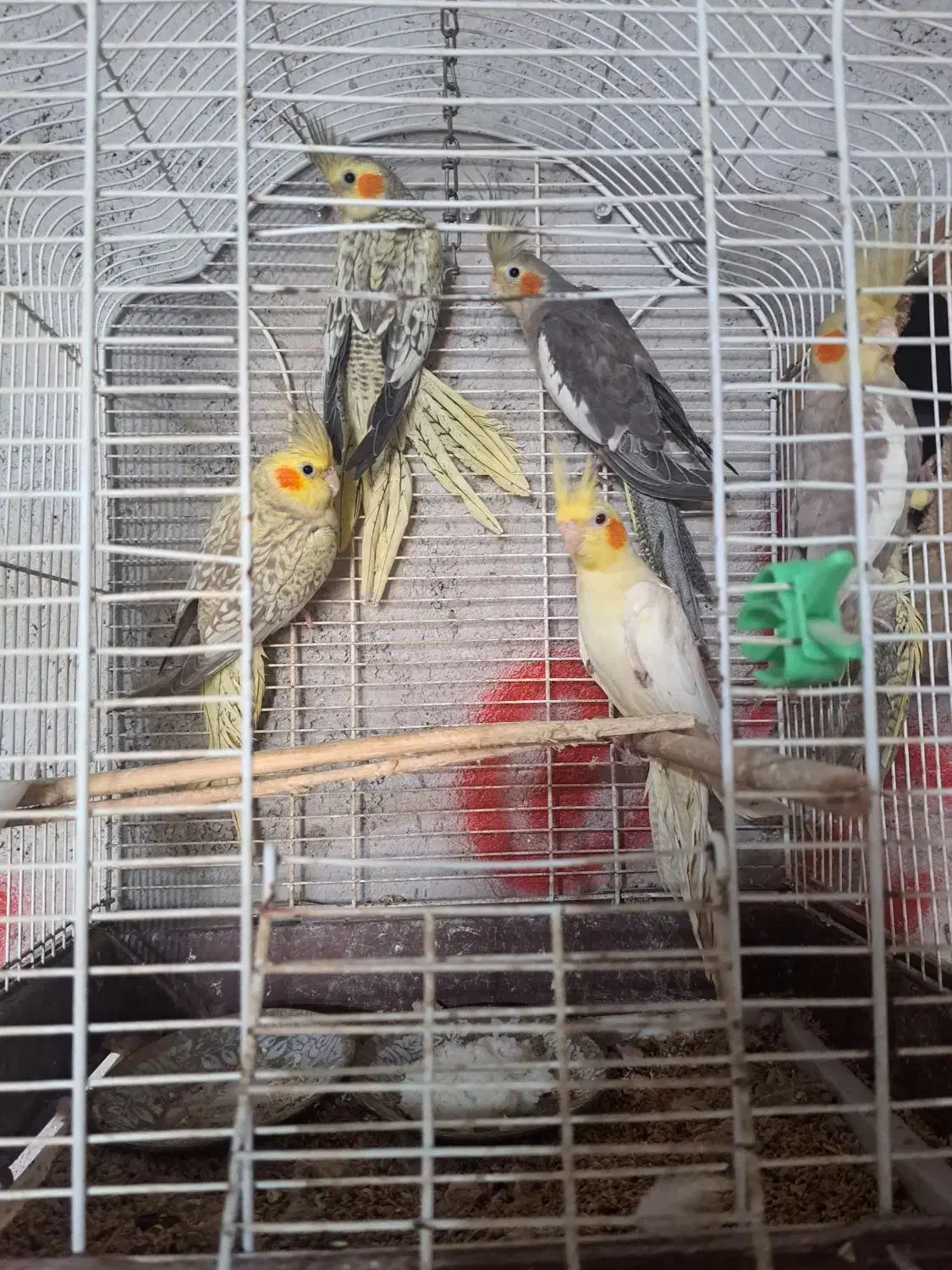 طوطی عروس ۵عدد|پرنده|رشت, لاکان شهر|دیوار