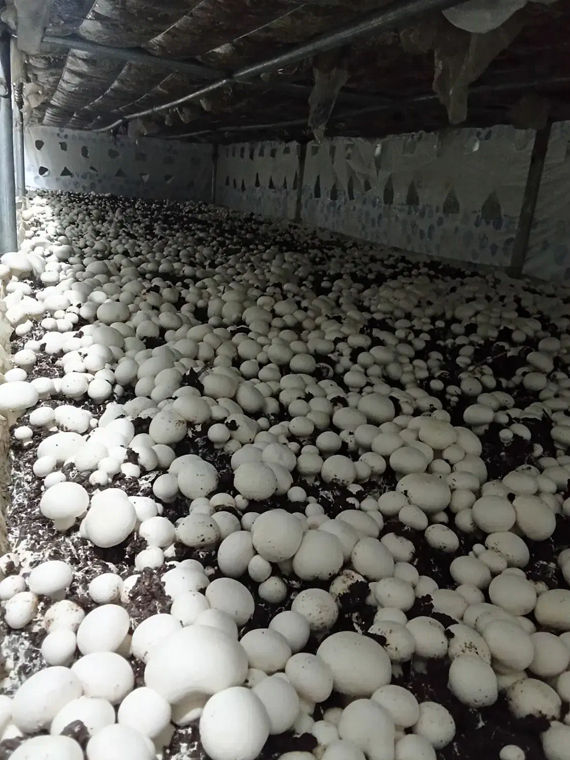 قارچ|خوردنی و آشامیدنی|ارشق, |دیوار