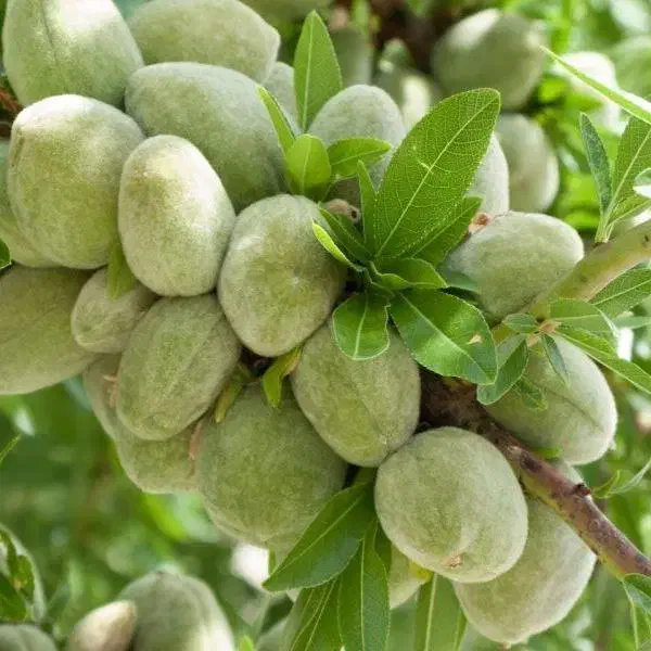 نهالستان پالیز دارای مجوز جهاد کشاورزی|خدمات باغبانی و درختکاری|بازرگان, |دیوار