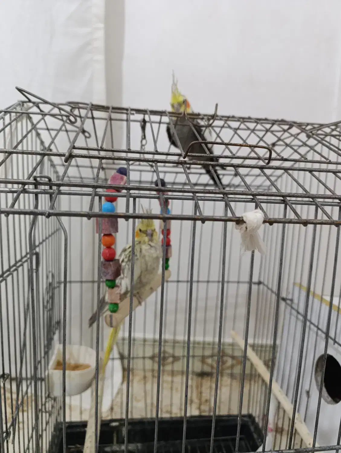 هر جفت عروس هلندی مولد به شرط فقط یک ونیم|پرنده|میانه, |دیوار