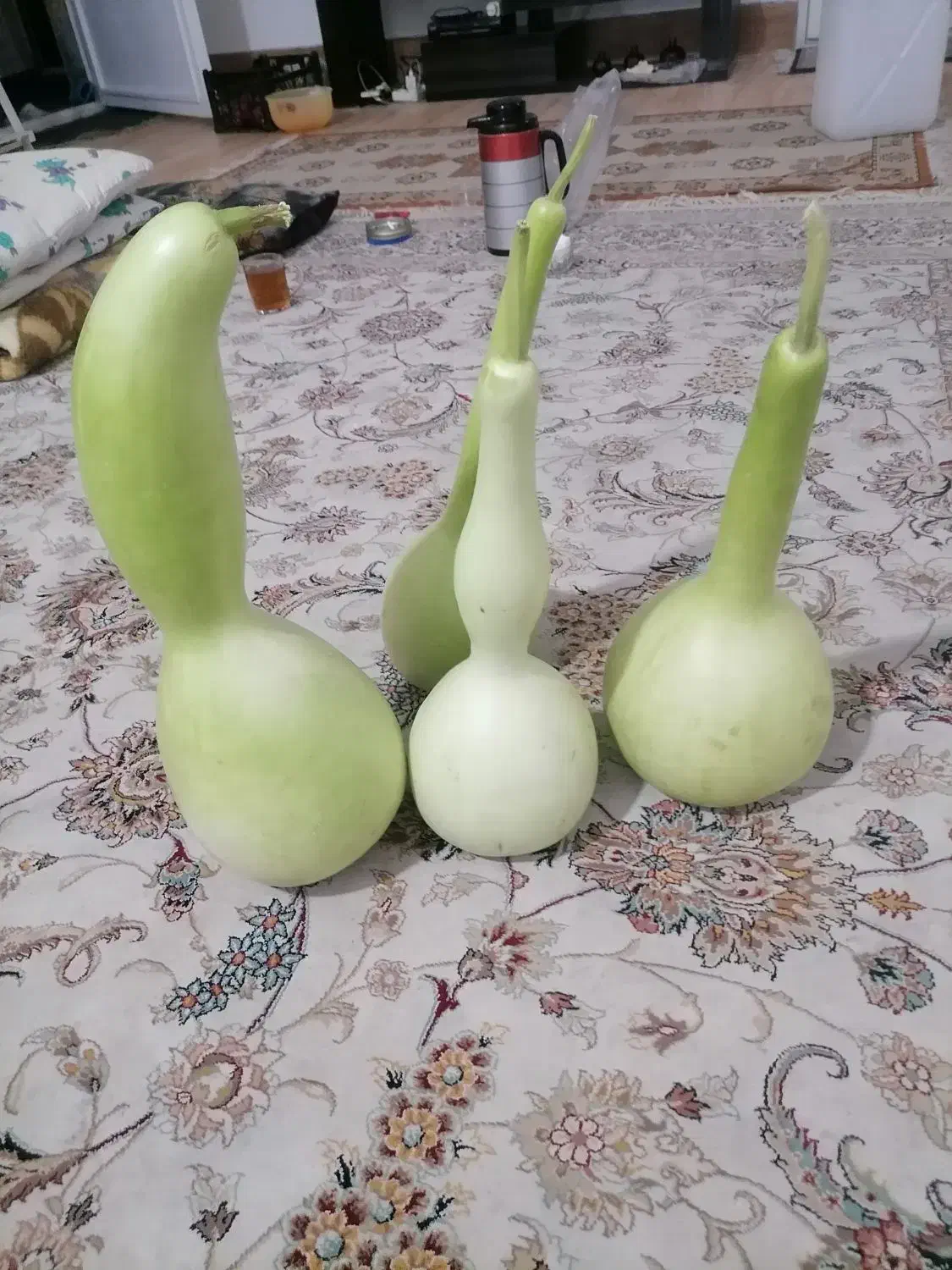 کدو قلیونی|صنایع دستی و سایر لوازم تزئینی|شیراز, شهرک صادقیه|دیوار