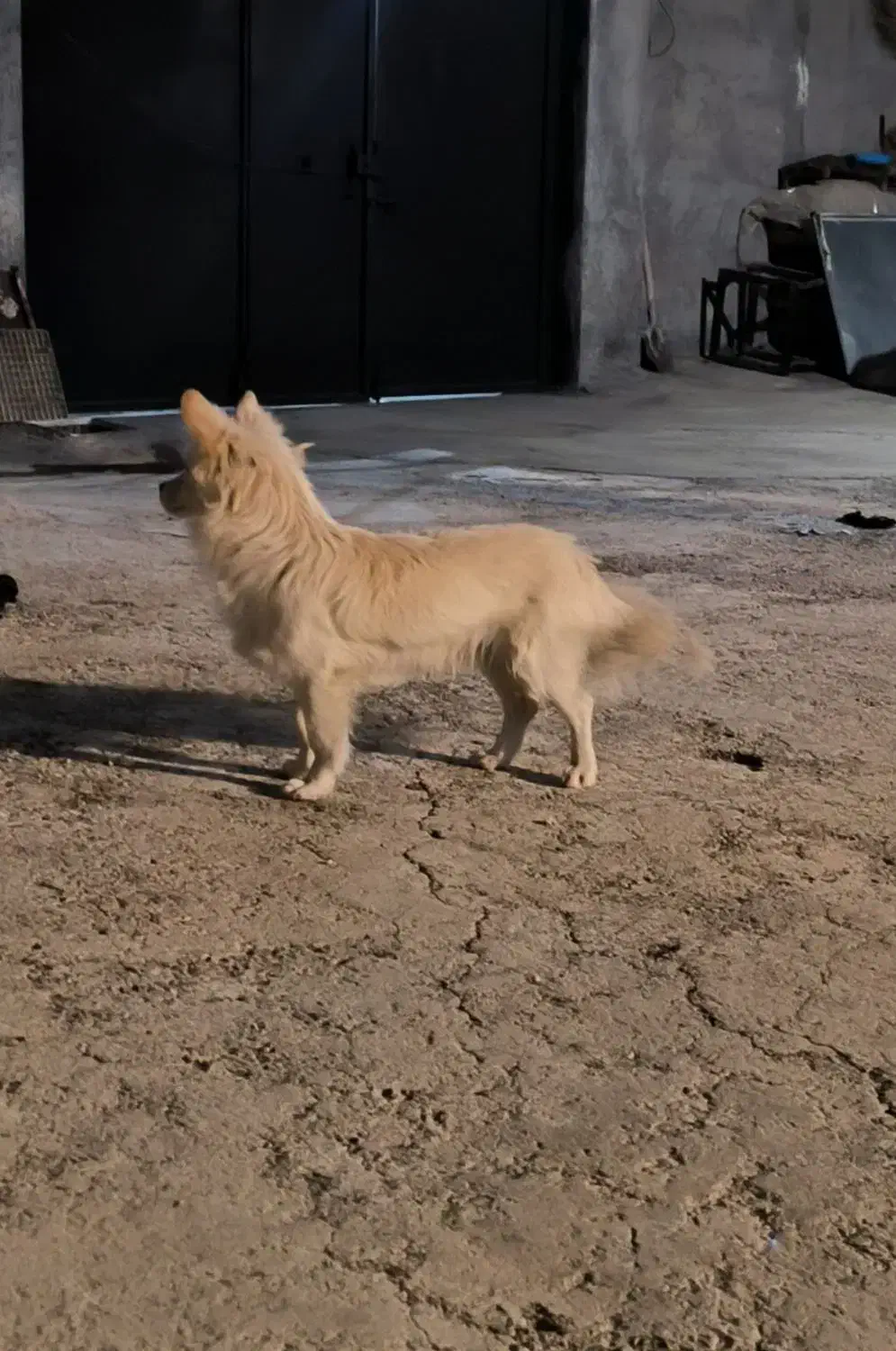 واگذاری سگ|سگ|کرمانشاه, |دیوار