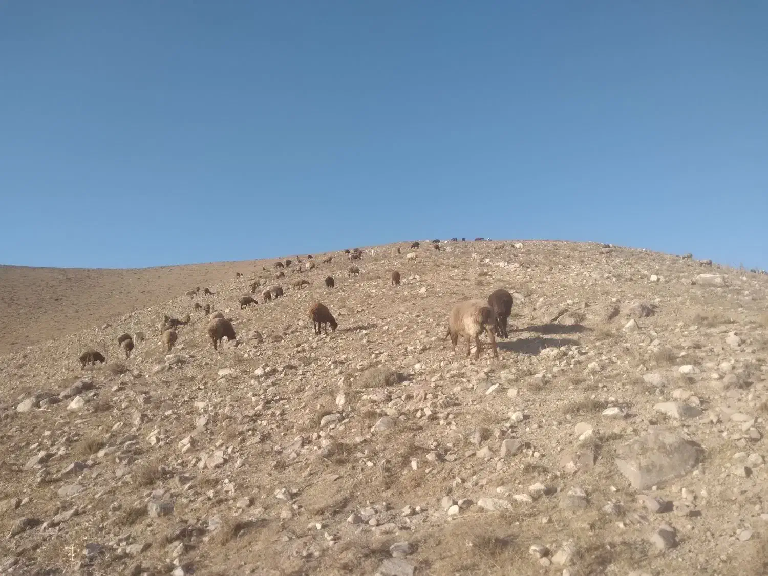 بره نر|حیوانات مزرعه|سرولایت, |دیوار