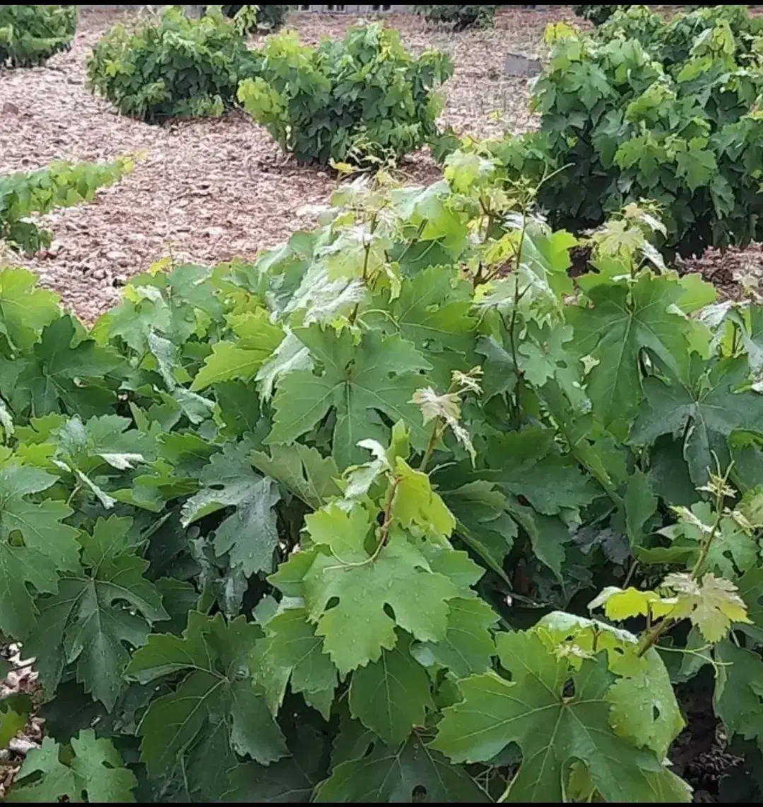 فروش ۱۰۰۰مترباغ زرقان|فروش دفتر صنعتی، کشاورزی، تجاری|شیراز, زرهی|دیوار