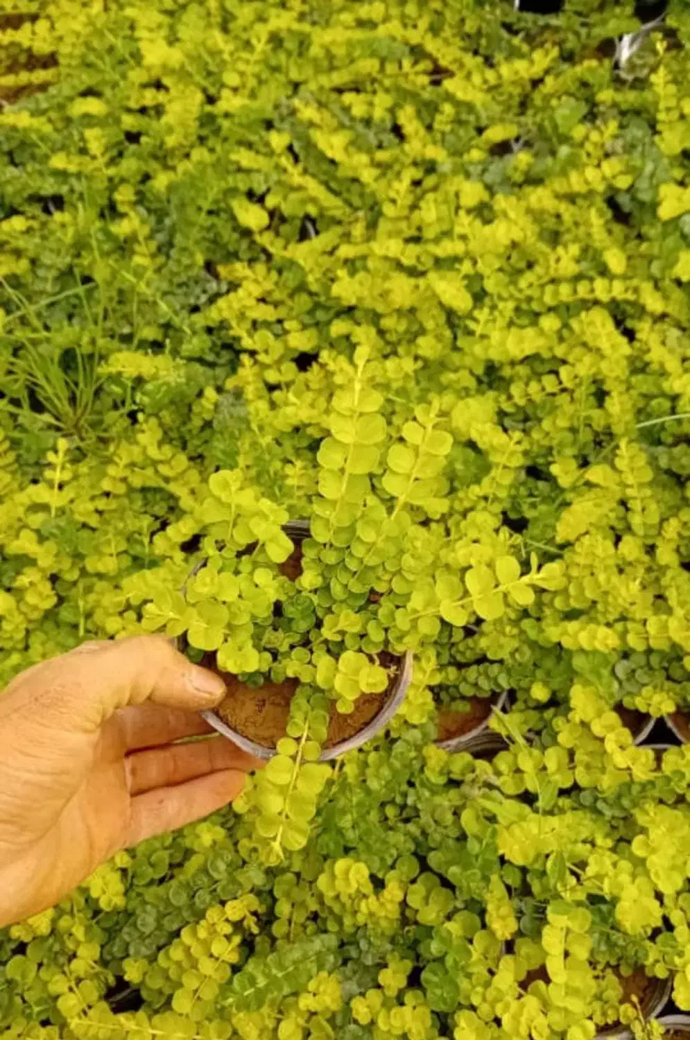 چمن لیزماکیا|گل و گیاه طبیعی|گرمدره, |دیوار