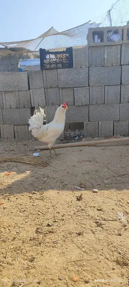 خروس|حیوانات مزرعه|کاکی, |دیوار