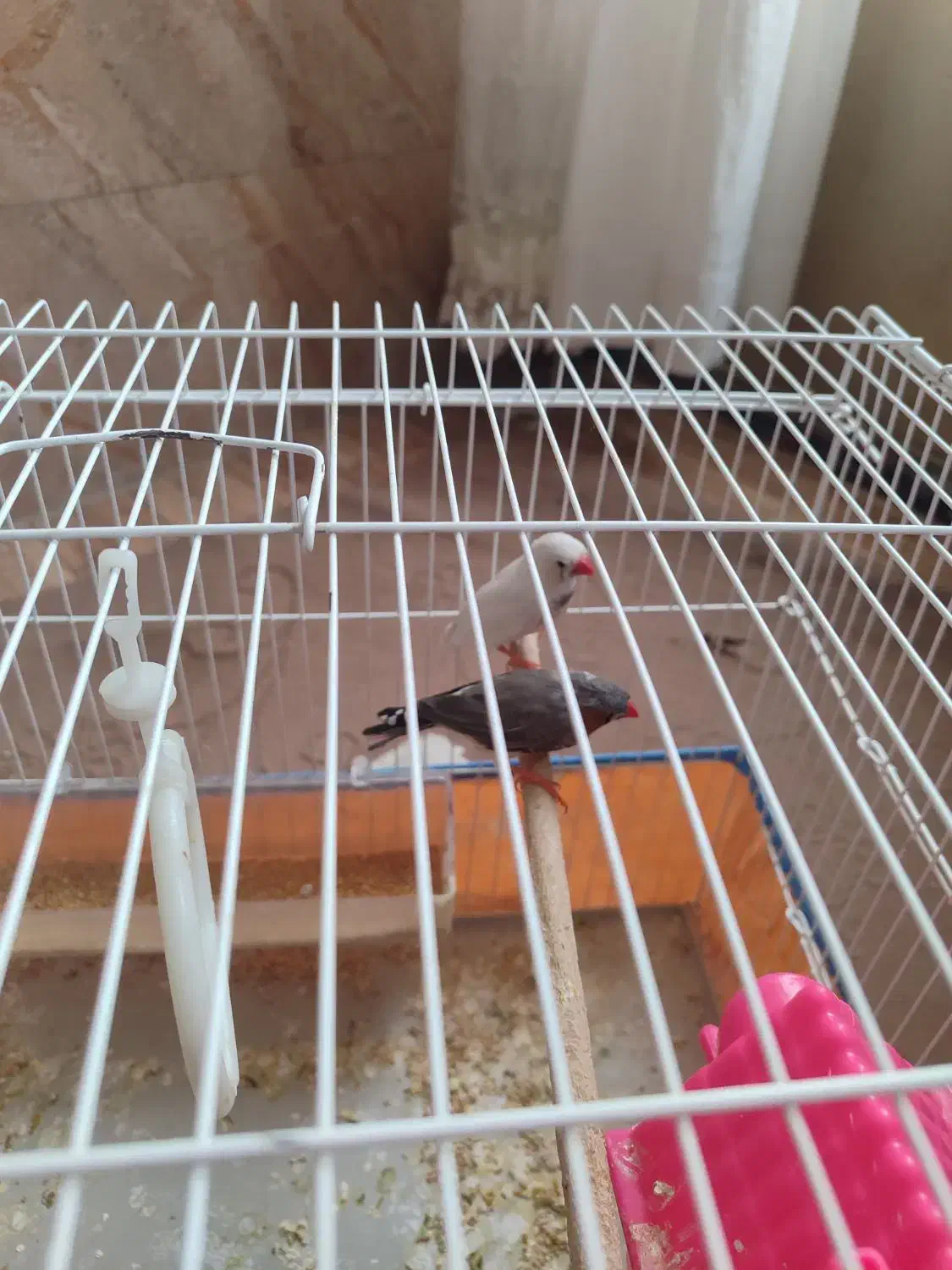 پرنده|پرنده|شیراز, کوشک میدان|دیوار