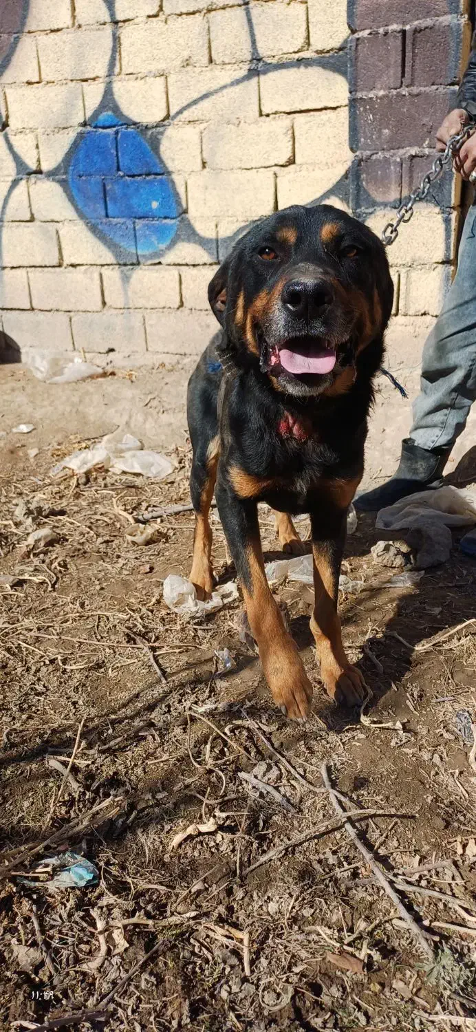 سگ روتوایلر|سگ|شهریار, شهرک امیریه|دیوار