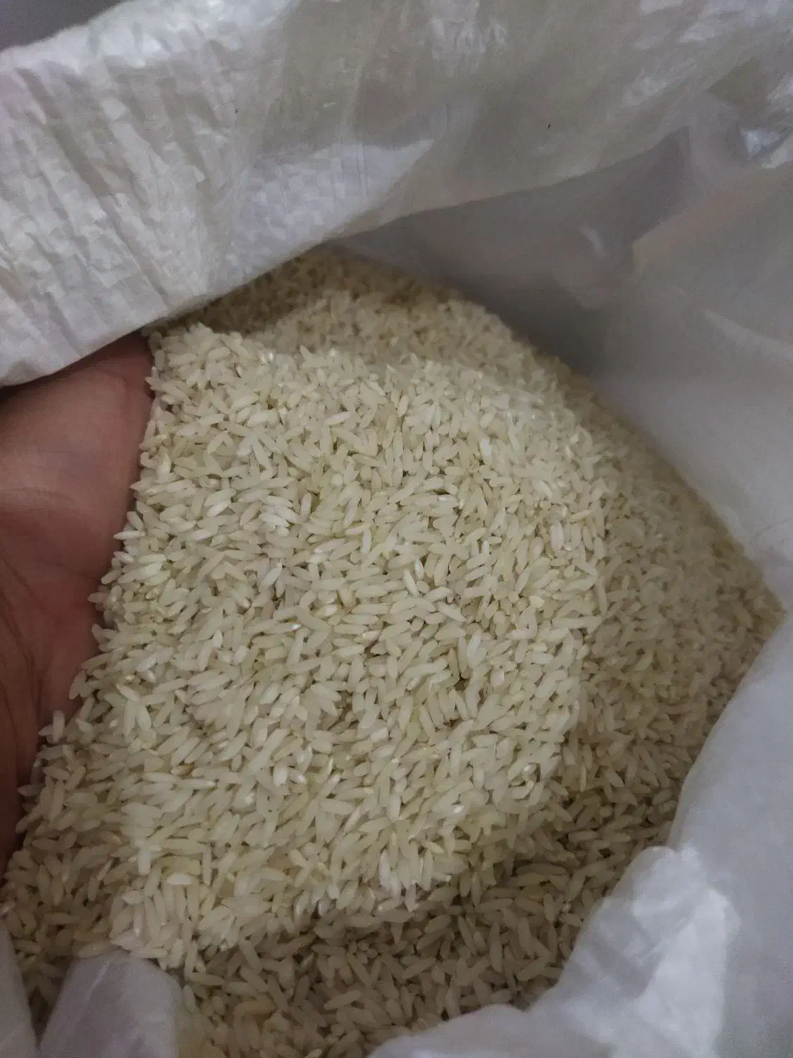 برنج دورود|خوردنی و آشامیدنی|کاشان, کارگر|دیوار