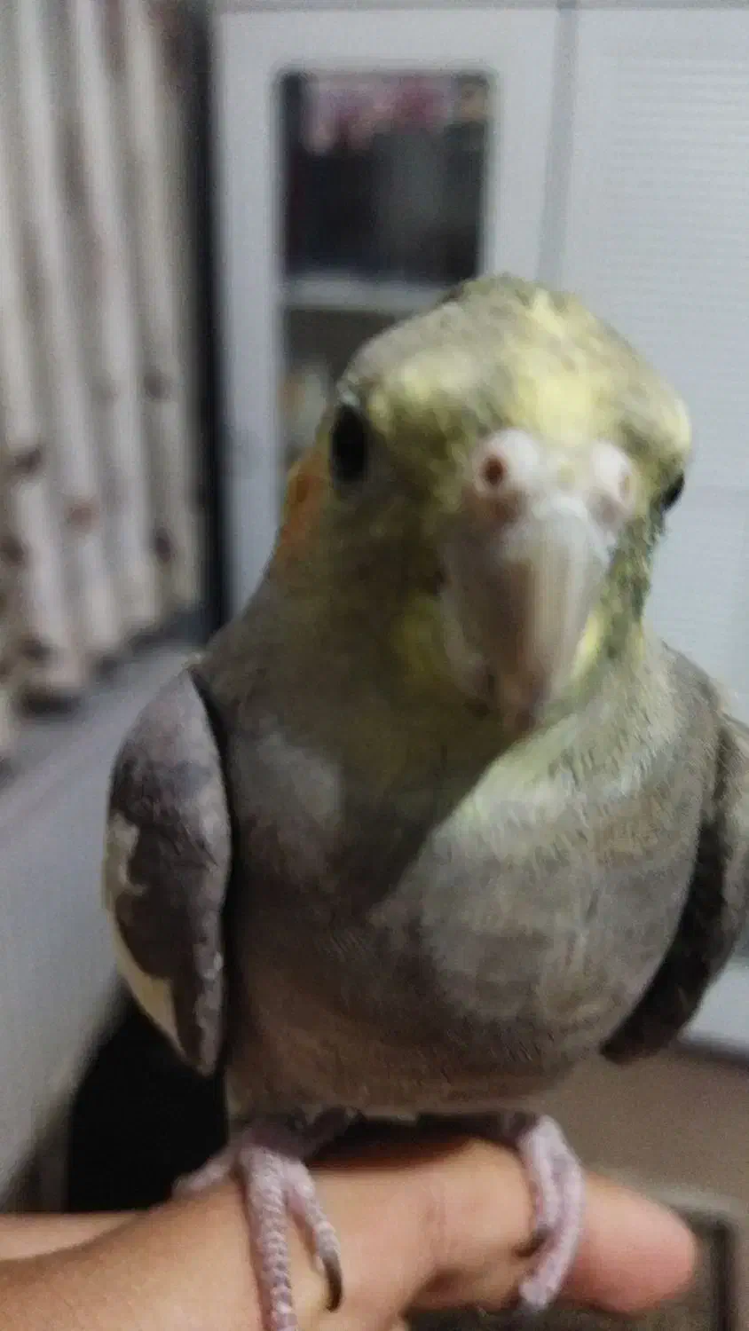 عروس هلندیم گمشده|پرنده|همدان, |دیوار