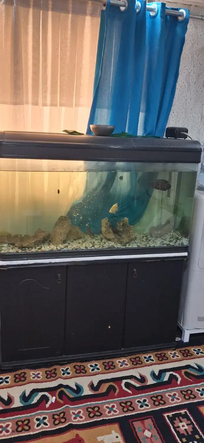 معاوضه فقط|ماهی|بندرعباس, |دیوار