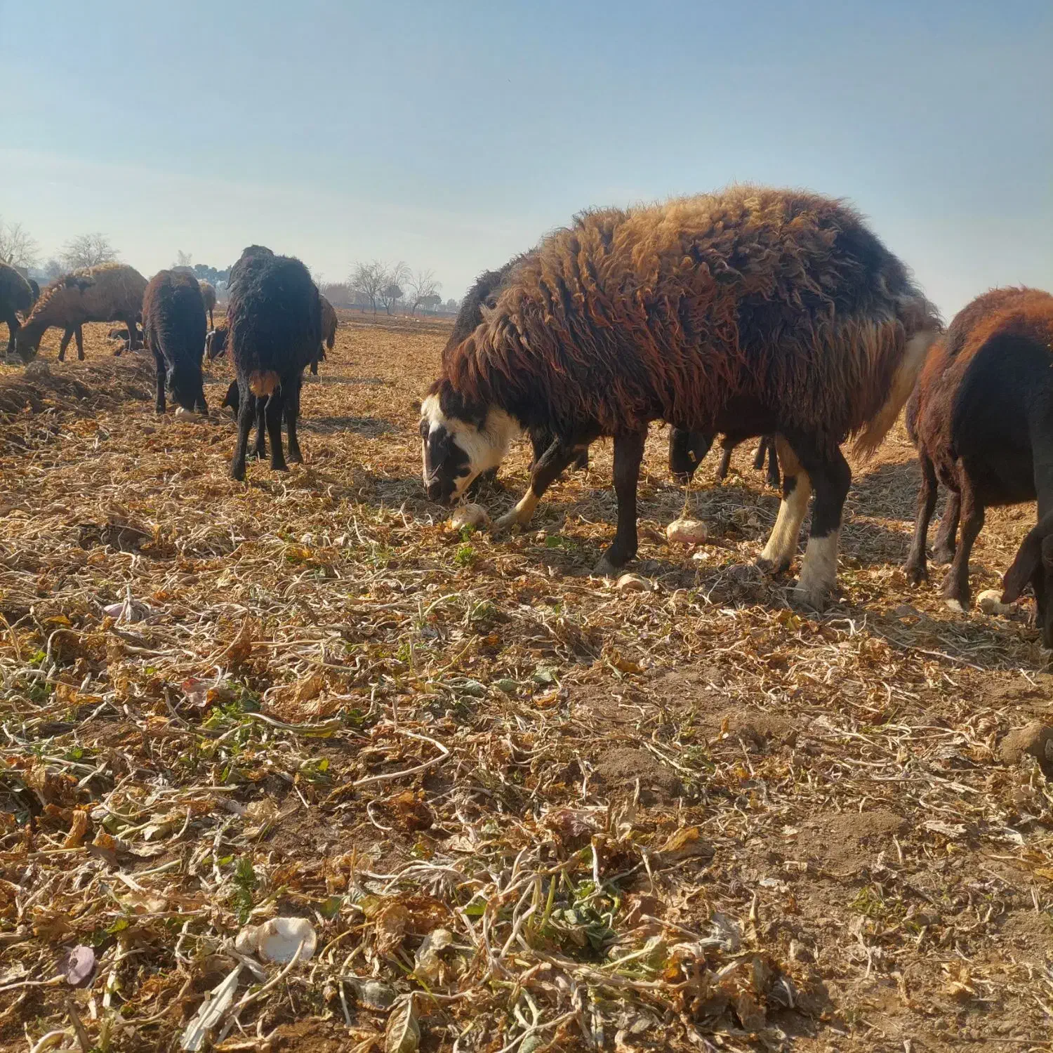 قوچ داشتی|حیوانات مزرعه|اصفهان, شهرک کوثر|دیوار