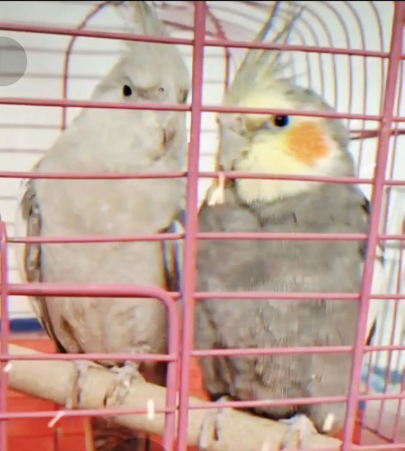 عروس هلندی جفت باتخم|پرنده|شیراز, گویم|دیوار