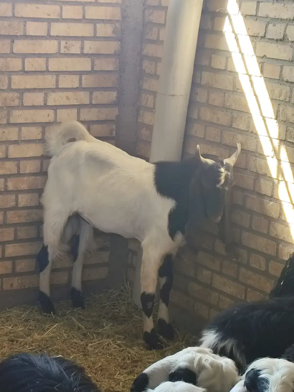 گوسفند عوسی و بز نر|حیوانات مزرعه|خرمشهر, |دیوار
