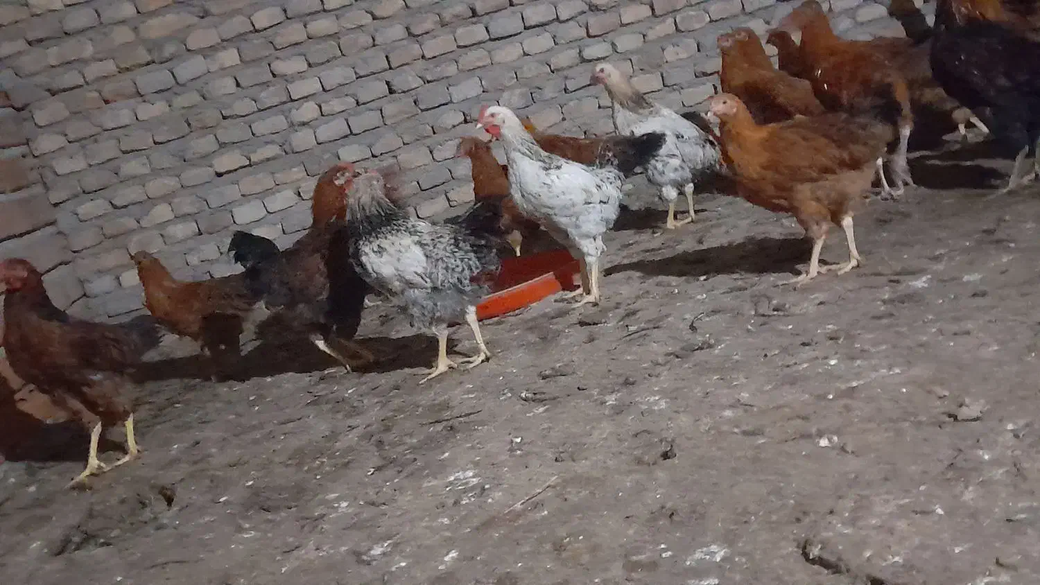 مرغ و خروس اصل محلی|حیوانات مزرعه|گمیشان, |دیوار