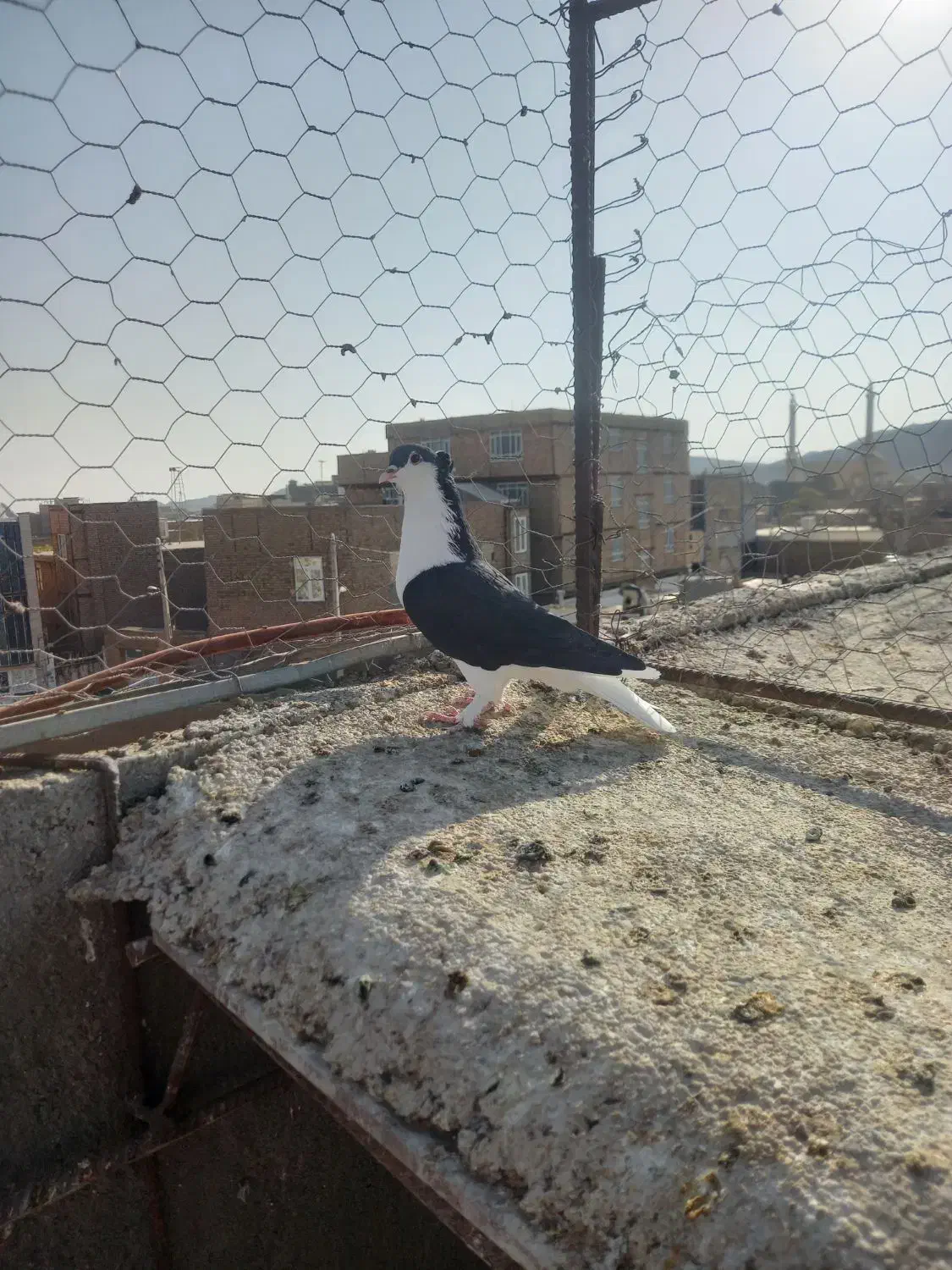 ساده کاکلی نر|پرنده|خواف, |دیوار