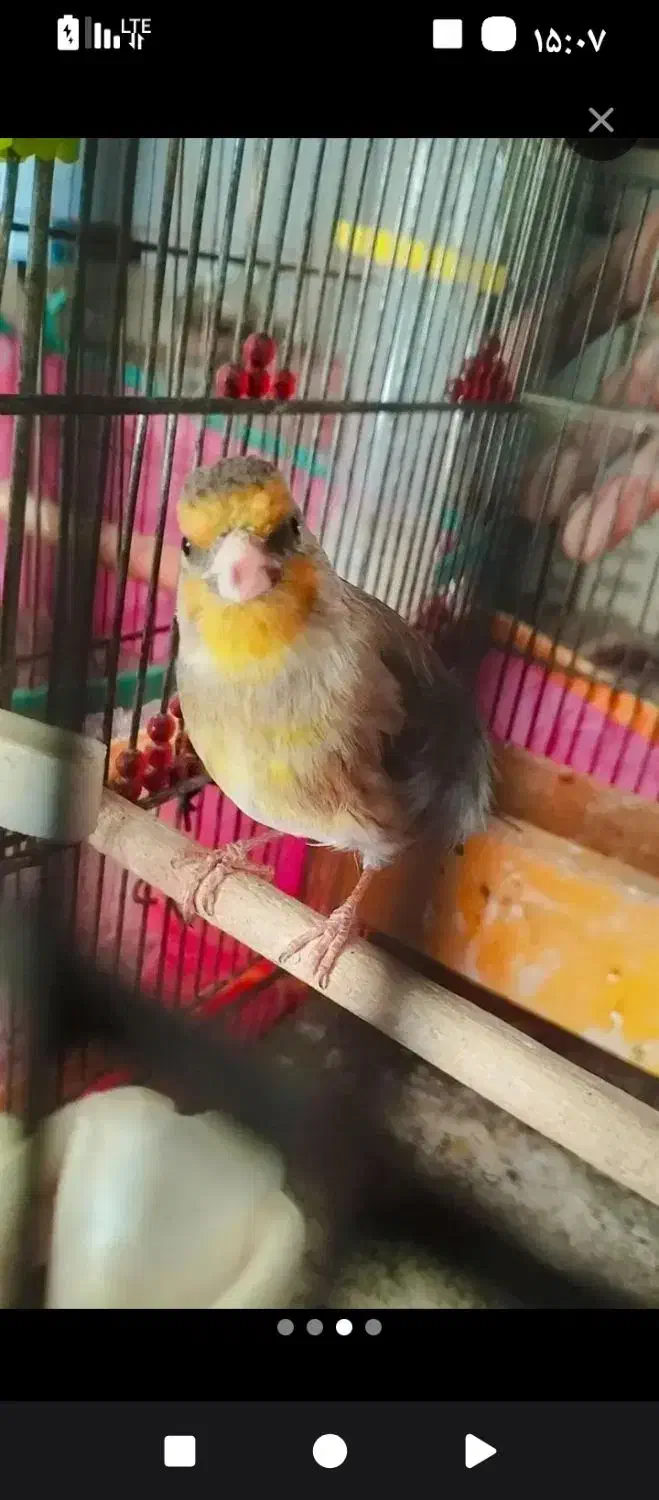 سهره قناری مست|پرنده|جهرم, |دیوار