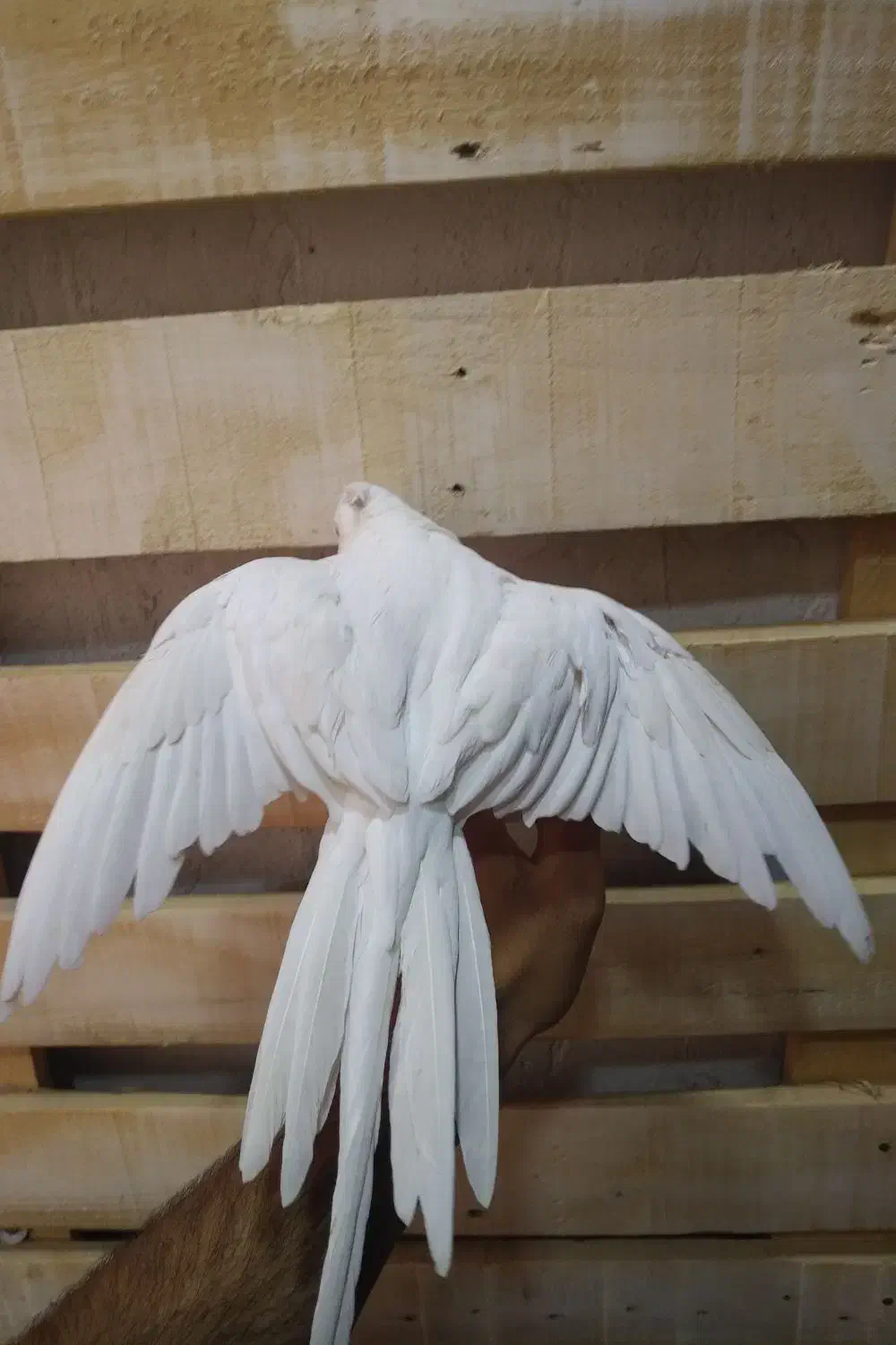 عروس هلندی نر آلبینو|پرنده|آران و بیدگل, |دیوار