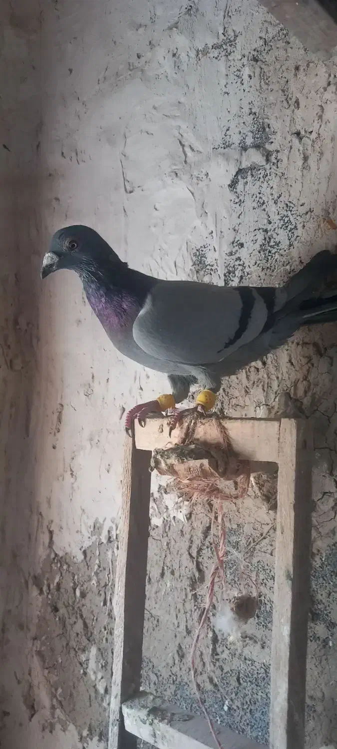 کبوتر.پرنده.|پرنده|چناران, |دیوار
