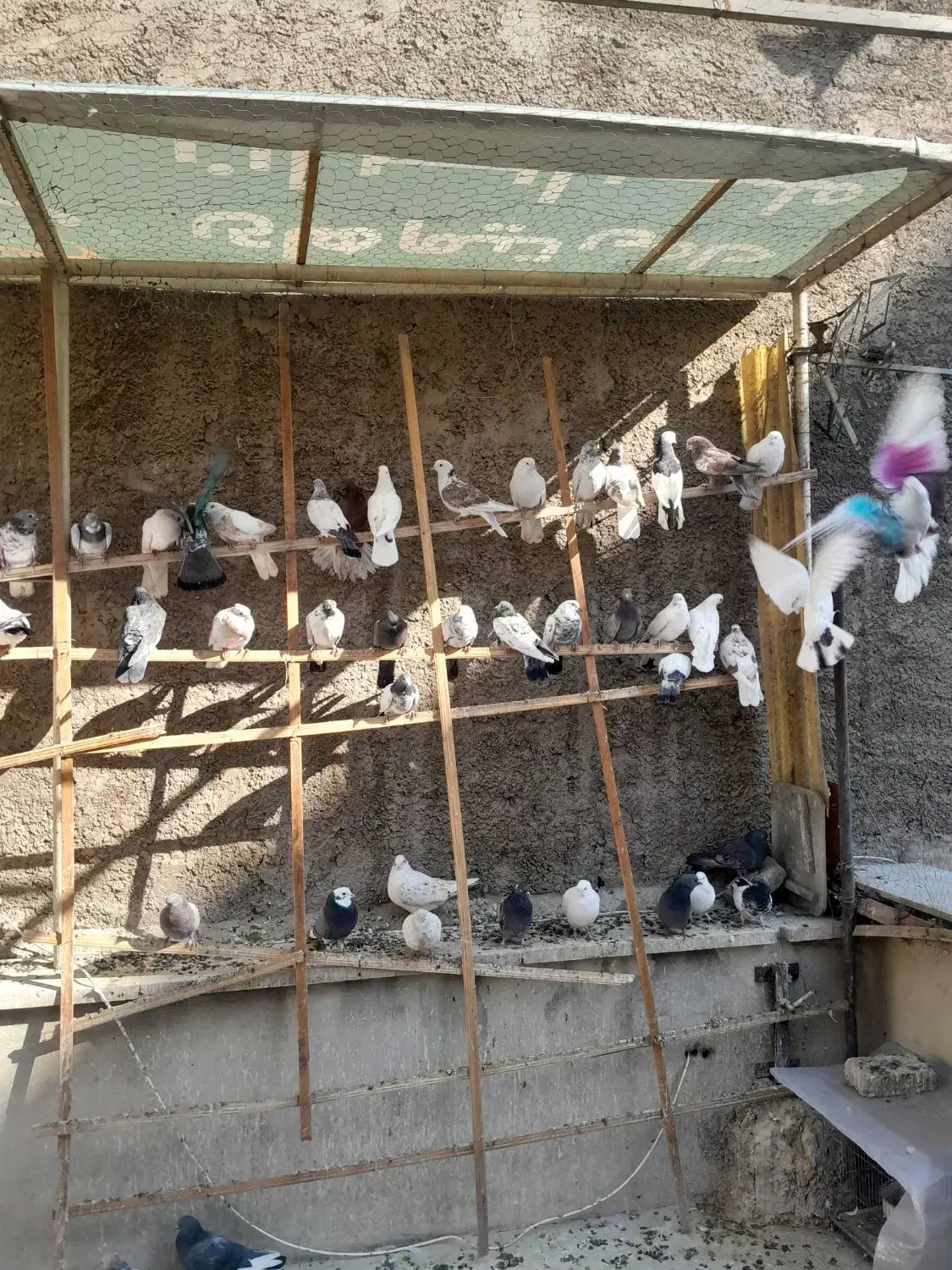 کبوتر|پرنده|تهران, زرکش|دیوار