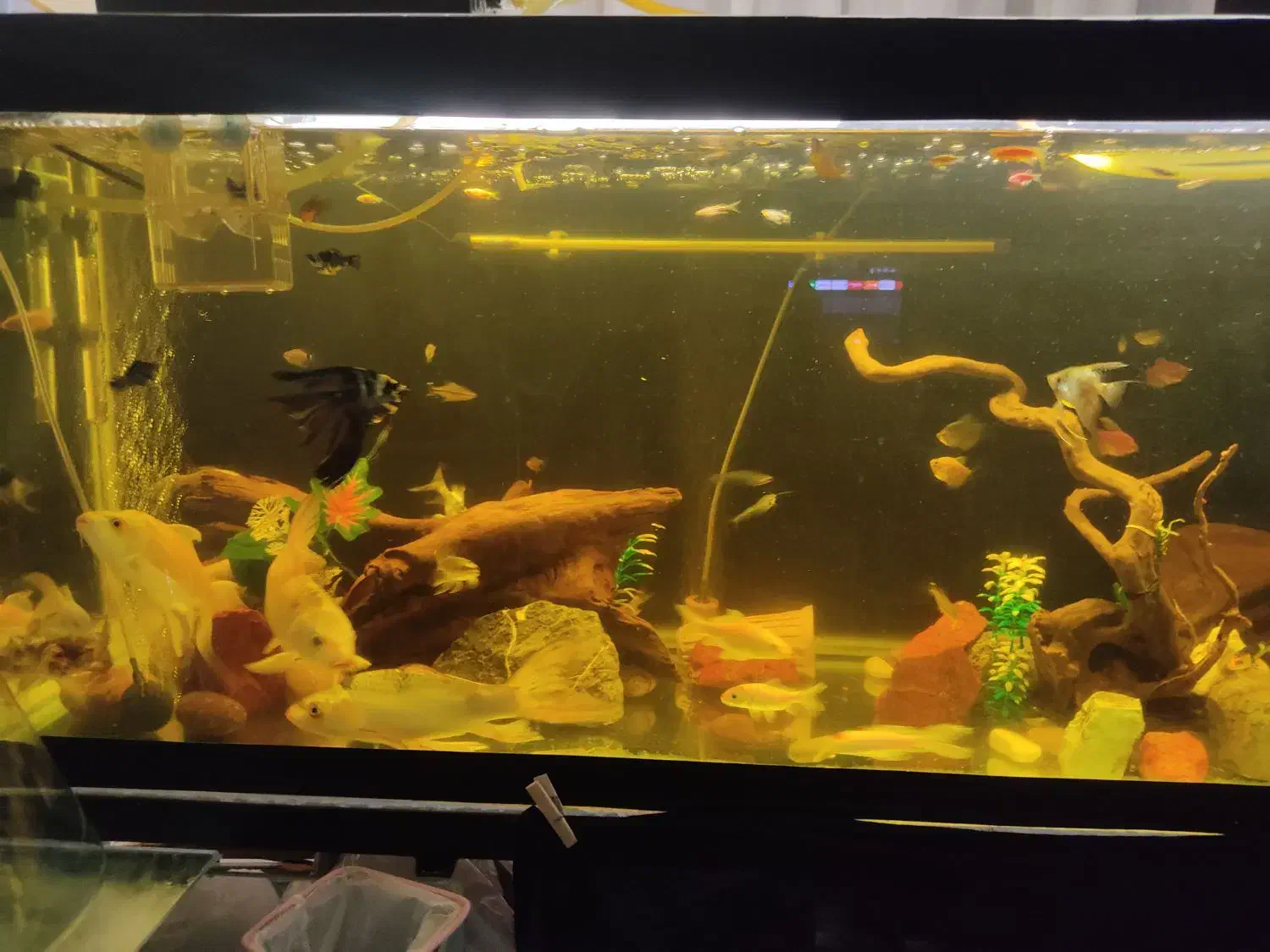 فروش ماهی کوی|ماهی|تهران, شادمان|دیوار