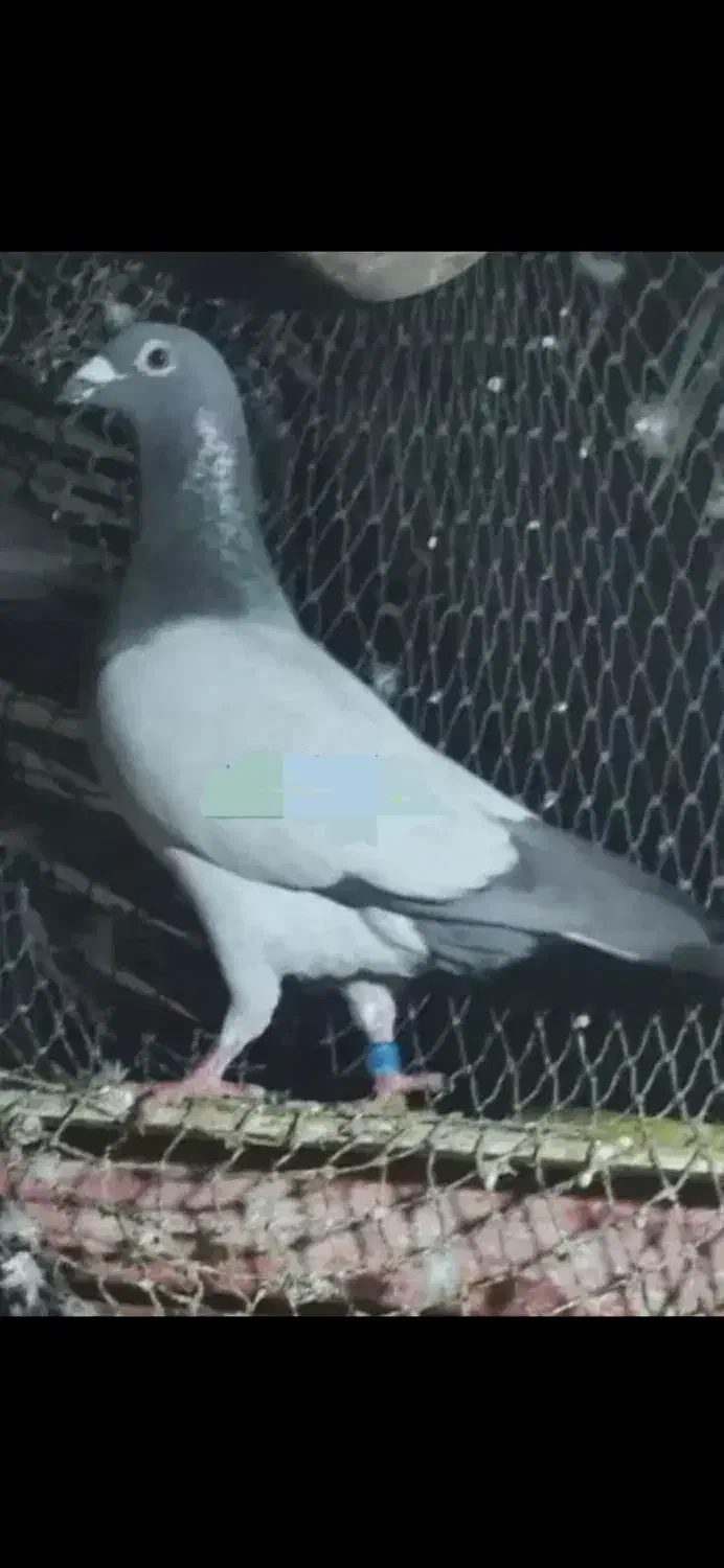 کبوتر سبز بی خط|پرنده|مرودشت, دولت آباد|دیوار