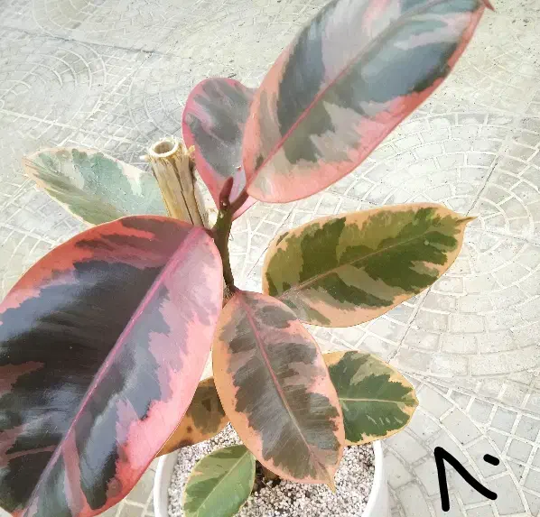 گل بابونه|آرایشی، بهداشتی، درمانی|بروجرد, |دیوار