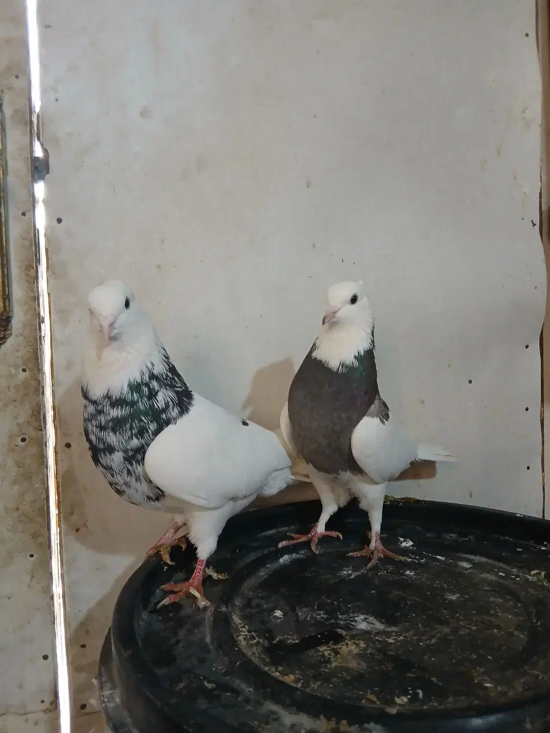 جفتی طوقی|پرنده|بجنورد, |دیوار