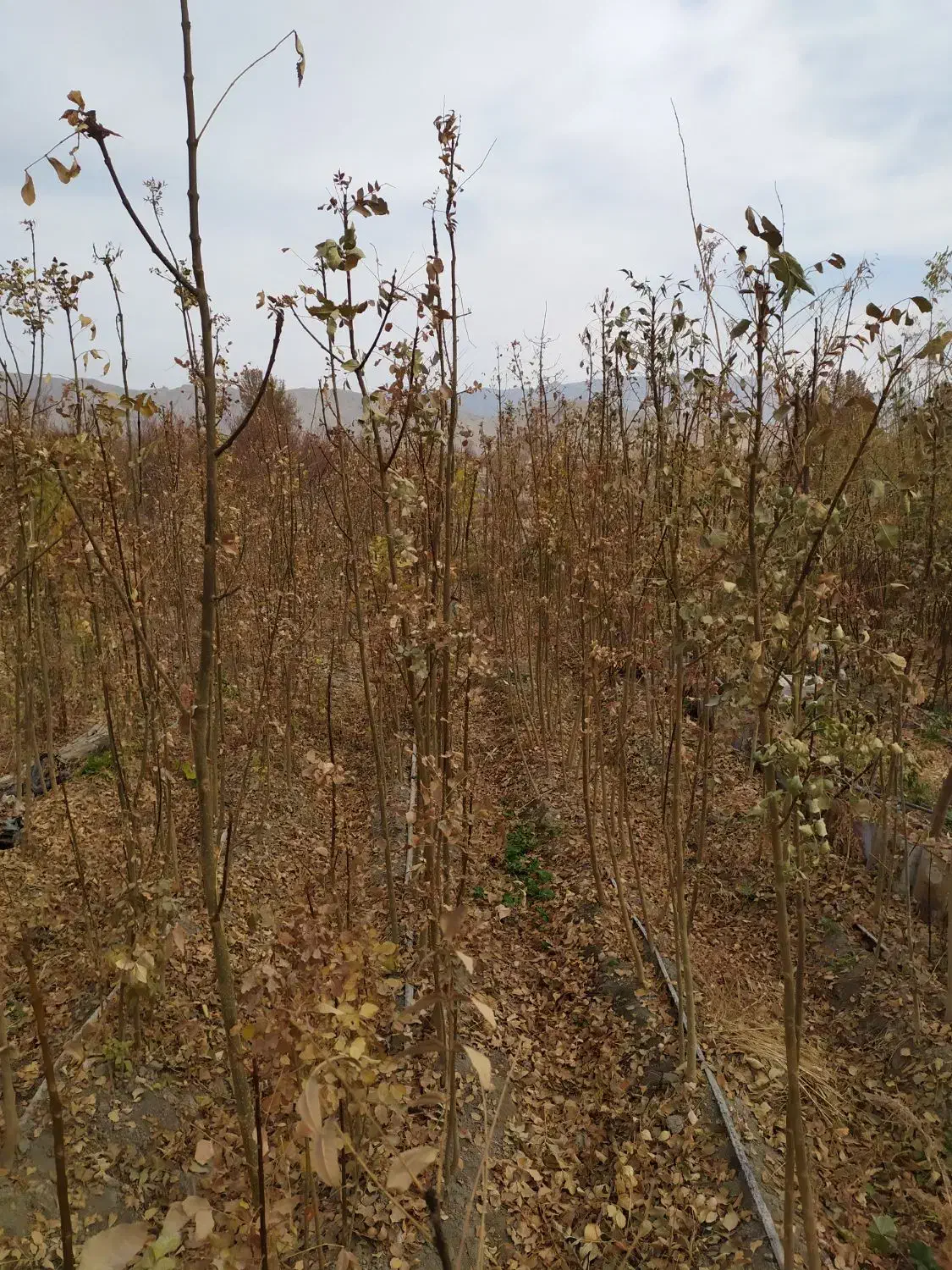 نهال زیتون تلخ زبان گنجشک بادام|خدمات باغبانی و درختکاری|فلاورجان, |دیوار