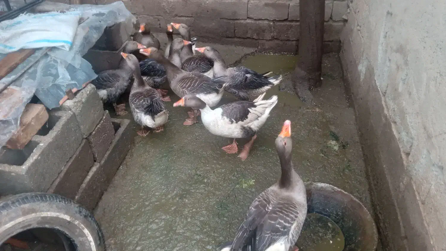 غاز|حیوانات مزرعه|کرفتو, |دیوار