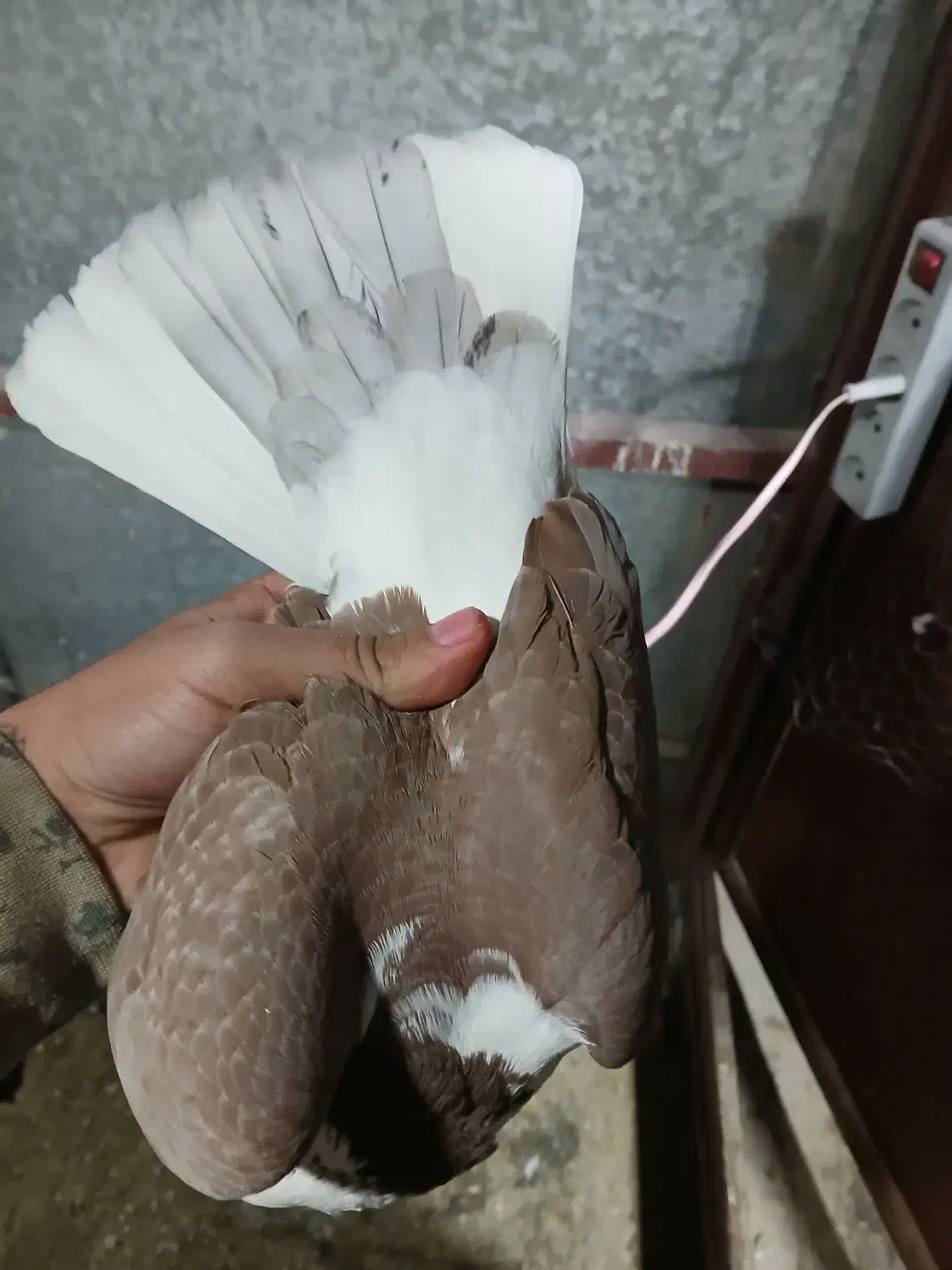 پشت دار قرمز نر هیکلی .|پرنده|قدس, شهر‌قدس|دیوار