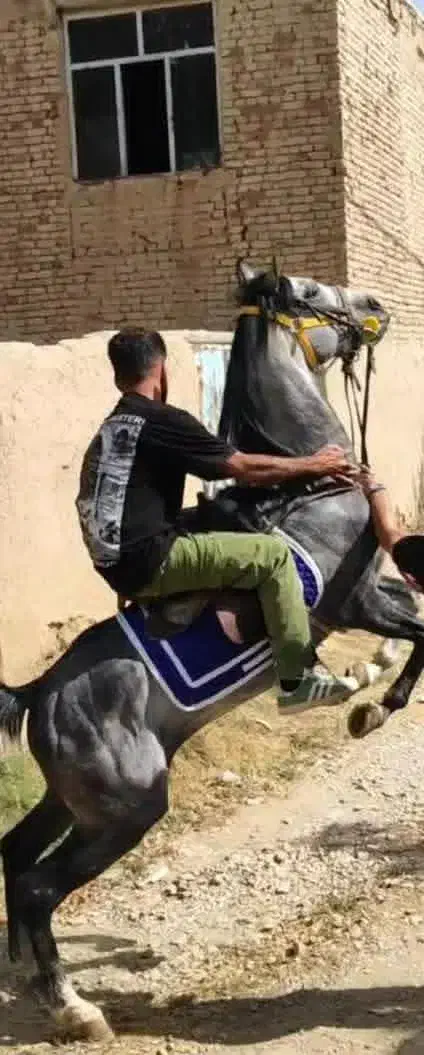 اسب|اسب و تجهیزات اسب‌سواری|خمین, |دیوار