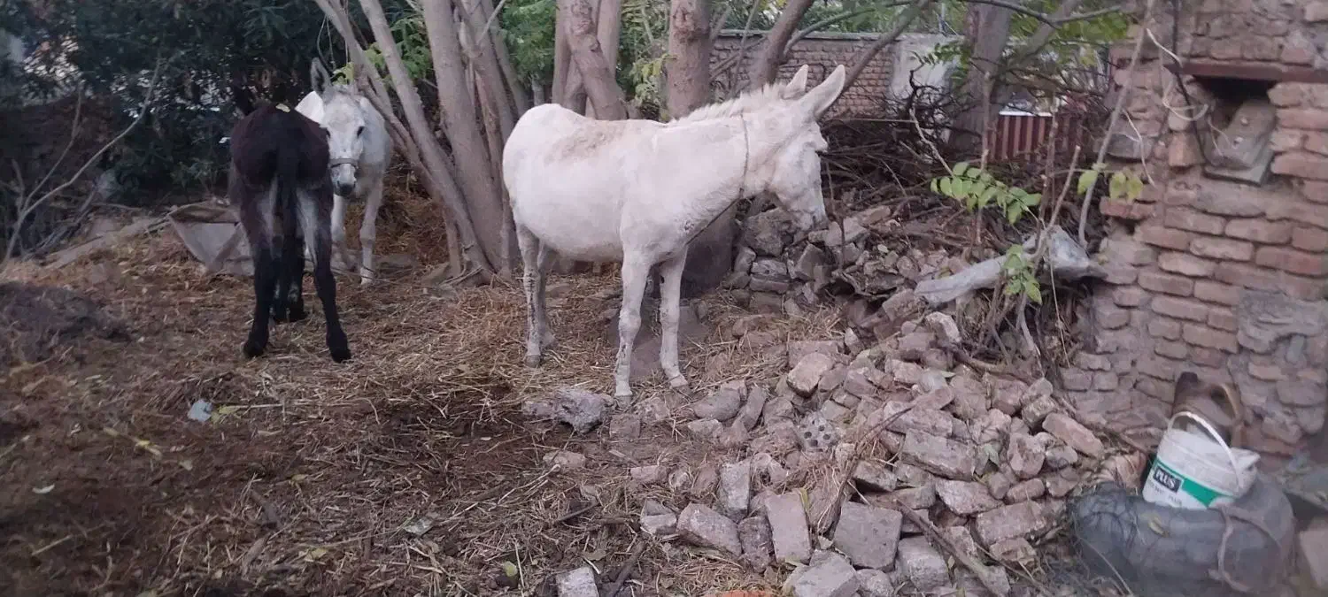 مادیان والاغ گوسفندی|اسب و تجهیزات اسبسواری|فاضل آباد, |دیوار