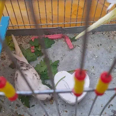 مرغ عشق ماده سالم|پرنده|اصفهان, بابوکان جنوبی|دیوار