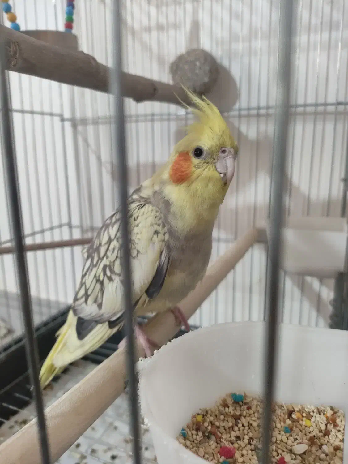 عروس هلندی نر|پرنده|نسیمشهر, |دیوار