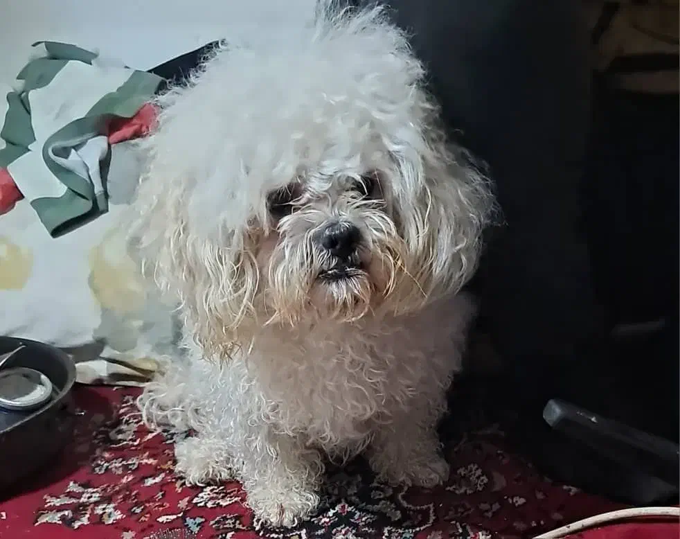 سگ گمشده|سگ|پاکدشت, شهرک امام رضا|دیوار