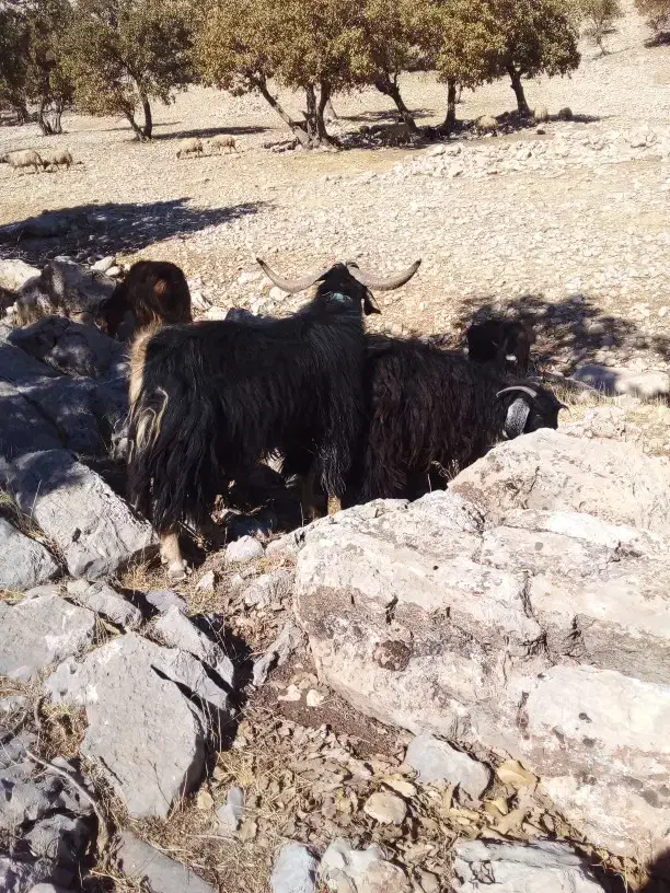 ساورین|حیوانات مزرعه|بولی, |دیوار