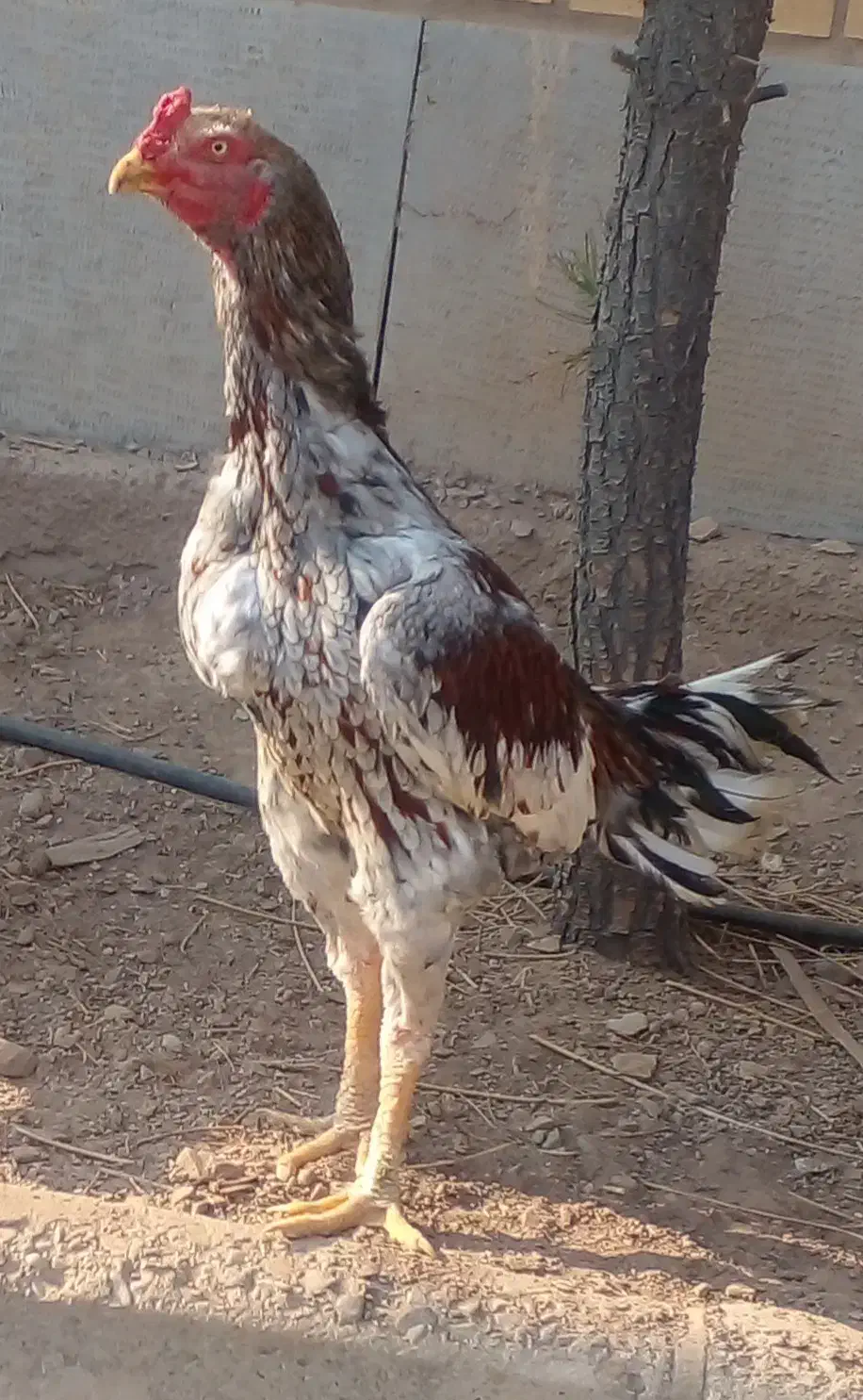 مرغ و خروس لاری طوسی|حیوانات مزرعه|اشتهارد, |دیوار