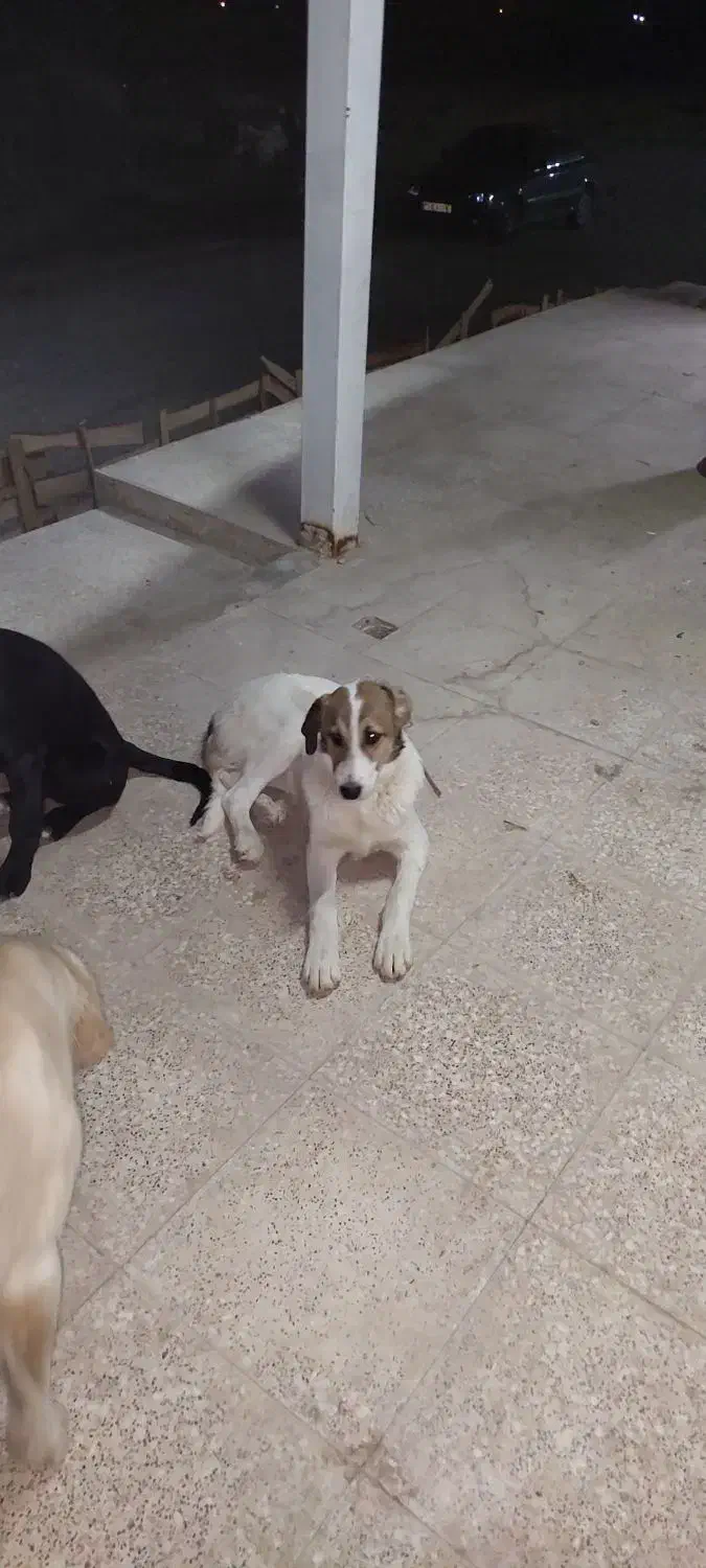 توله سگ سرابی نر نگهبان و گله|سگ|ساوه, |دیوار